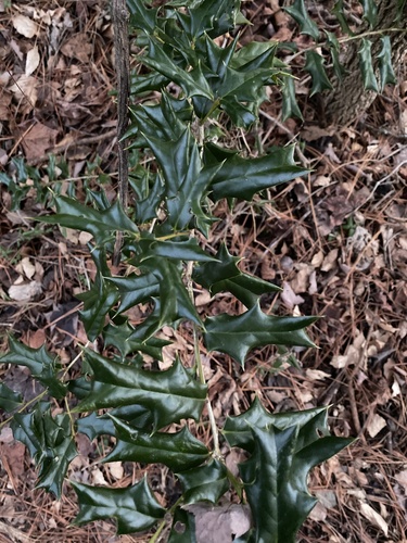Ilex cornuta