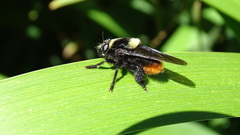Mallophora ruficauda