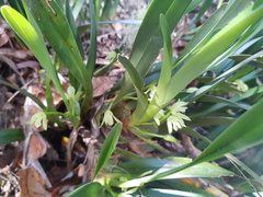 Maxillaria nagelii