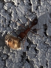 Pogonomyrmex californicus