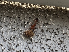 Pogonomyrmex californicus