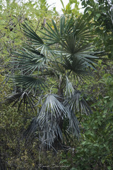 Coccothrinax