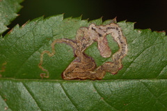 Stigmella rosaefoliella