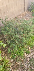 Magnoliopsida