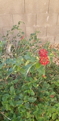 Magnoliopsida