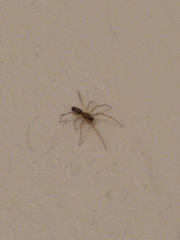 Coleosoma