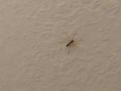 Coleosoma