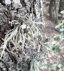 Ramalina fraxinea