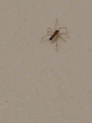 Coleosoma