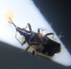 Temnostethus gracilis