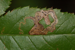 Stigmella rosaefoliella