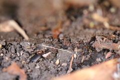 Cyphomyrmex