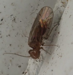 Ectopsocidae