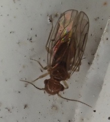 Ectopsocidae
