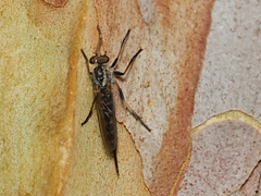 Cerdistus fuscipennis