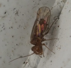 Ectopsocidae