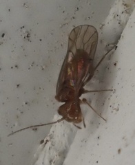 Ectopsocidae