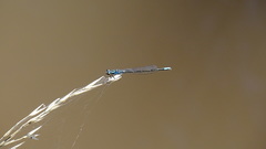 Cyanallagma bonariense
