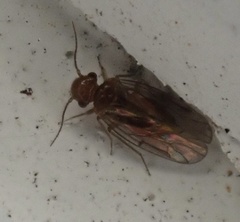 Ectopsocidae
