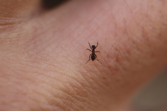 Cyphomyrmex