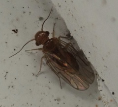 Ectopsocidae