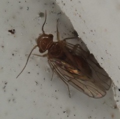 Ectopsocidae