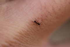 Cyphomyrmex