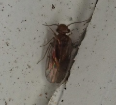 Ectopsocidae