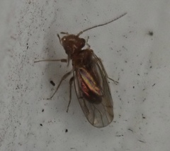 Ectopsocidae