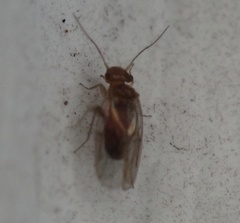Ectopsocidae