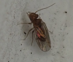 Ectopsocidae