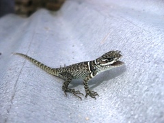 Sceloporus aureolus