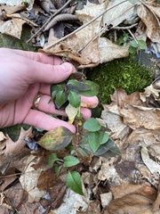 Stellaria pubera