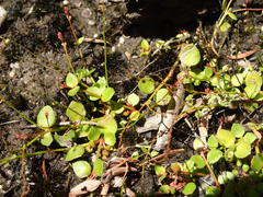 Gonocarpus micranthus micranthus