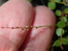 Gonocarpus micranthus micranthus
