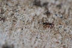 Cyphomyrmex