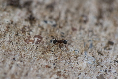 Cyphomyrmex