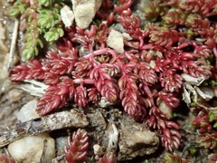 Crassula tillaea