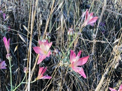 Zephyranthes advena