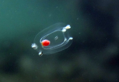Euphysa