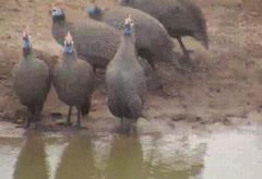 Numida meleagris mitratus