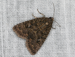 Condica aroana
