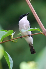 Hemipus hirundinaceus
