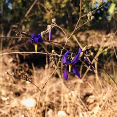 Conanthera bifolia