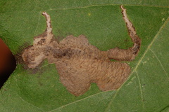 Coptotriche castaneaeella