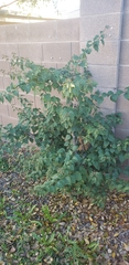Magnoliopsida