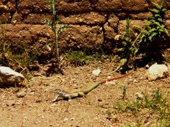 Aspidoscelis motaguae