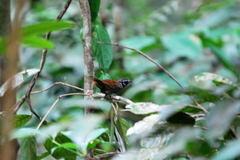 White-Necked Babbler photo 3