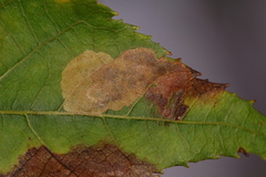 Ectoedemia trinotata