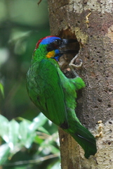 Psilopogon rafflesii